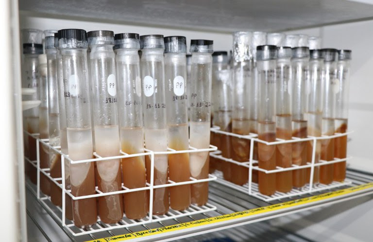 LPF - Laboratório de Produtos Florestais - Banco de Dados Madeiras Brasileiras
